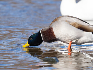 マガモの水遊び