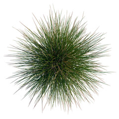 Triodia scariosa tree plan, top view, cutout, transparent background, isolate, Close-up of green...