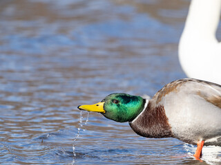 マガモの水遊び
