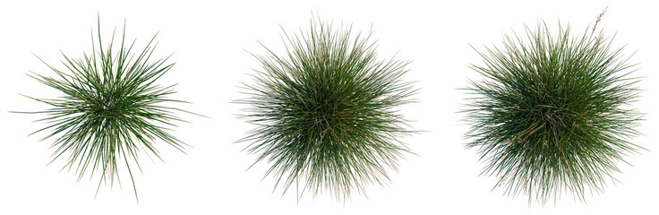Obraz premium Triodia scariosa tree plan, top view, cutout, transparent background, isolate, Close-up of vibrant green grass blades, showcasing intricate details and natural textures for outdoor scenes