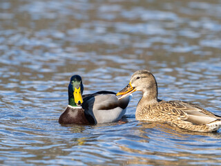 カルガモの夫婦