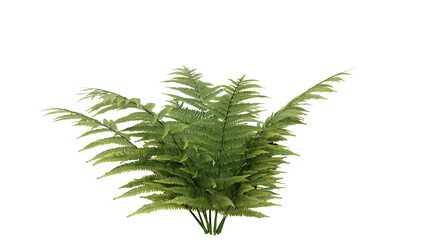 Fresh Green Fern Plant on White Background © stanhert