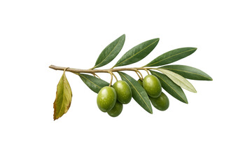 Olive branch with ripe green olives and leaves symbolizing peace, healthy eating, and farming. Isolated on transparent background