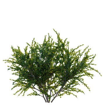 Acacia paradoxa tree, front view, cutout, transparent background, isolate, Delicate Fern Branch with Dew Drops on Green Leaves, Nature Background, Macro Photography