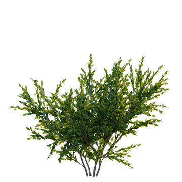 Acacia paradoxa tree, front view, cutout, transparent background, isolate, Detailed close-up of lush green tree branches with vibrant foliage, natural texture, and vibrant color.