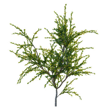 Acacia paradoxa tree, front view, cutout, transparent background, isolate, Delicate Spring Branch with Blooming Flowers, Close-Up, Floral Detail, Botanical Beauty