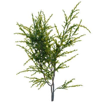 Acacia paradoxa tree, front view, cutout, transparent background, isolate, Green tree branch with leaves close-up, nature backdrop, foliage, spring, outdoors, hd image