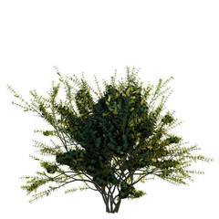Fototapeta premium Acacia verticillata tree, front view, cutout, transparent background, isolate, Detailed close-up of a lush green pine tree branch with needles, nature background
