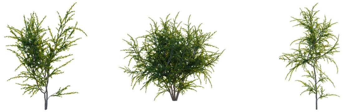 Acacia paradoxa tree, front view, cutout, transparent background, isolate, Delicate sprig of green plant, detailed botanical illustration, nature's beauty, organic design element