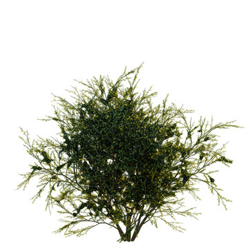 Acacia verticillata tree, front view, cutout, transparent background, isolate, Evergreen shrubbery, green foliage, outdoor plants, landscape, natural texture, close-up, detailed, scenic
