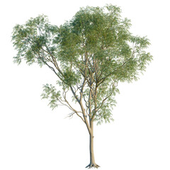 Corymbia aparrerinja tree, front view, cutout, transparent background, isolate, A solitary eucalyptus tree with intricate bark texture and green foliage against a clear sky.