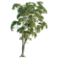 Obraz premium Corymbia aparrerinja tree, front view, cutout, transparent background, isolate, Majestic Baobab Tree in Savanna Landscape, Africa - A Symbol of Strength and Resilience