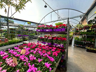 Greenhouse, plant store. Exotic plants in a greenhouse, nursery. Pots, flowers, bushes, palms, cacti.