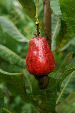 Noix de cajou sur son fruit 