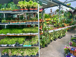 Greenhouse, plant store. Exotic plants in a greenhouse, nursery. Pots, flowers, bushes, palms, cacti.