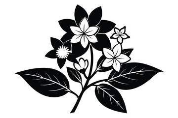 Obraz premium Jasmine flower, black and white vector silhouette, isolated on a white background.