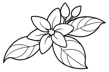 Fototapeta premium Jasmine Bloom Line Art, Minimalist Black and White Design on White
