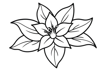 Detailed Jasmine flower line drawing, classic floral artwork, isolated on white.