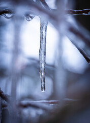 Eiszapfen zwischen den Zweigen eines Busches