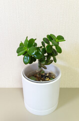 Crassula succulent (Lat. Crassula, Crassulaceae), popular houseplant with thick, fleshy green leaves in white pot on white background. Crassula is similar to small tropical tree called money tree
