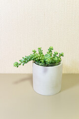 Sedum Burrito succulent (Lat.Sedum Burrito), an unusual indoor plant with thick, light green small leaves in a white pot on a white background. Growing home plants is a hobby