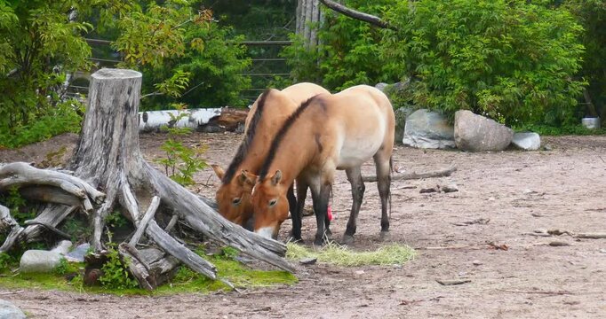 Mongolian wild horses (equus przewalskii) eating hay in summer, Korkeasaari Zoo, Helsinki, Finland.