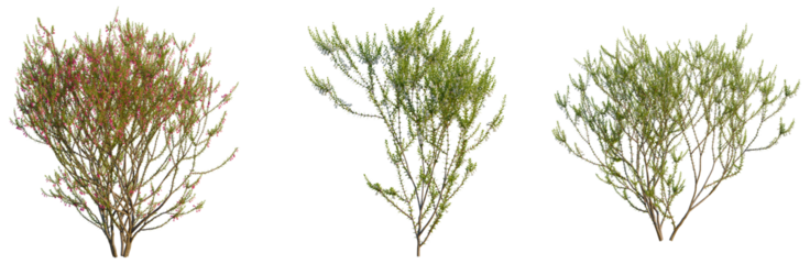 Epacris impressa tree, front view, cutout, transparent background, isolate, Detailed sprig of pink flowering berries on branches, high resolution, nature close-up