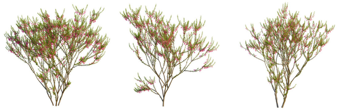 Epacris impressa tree, front view, cutout, transparent background, isolate, Detailed close-up of a vibrant red flowering crabapple tree branch with delicate blossoms