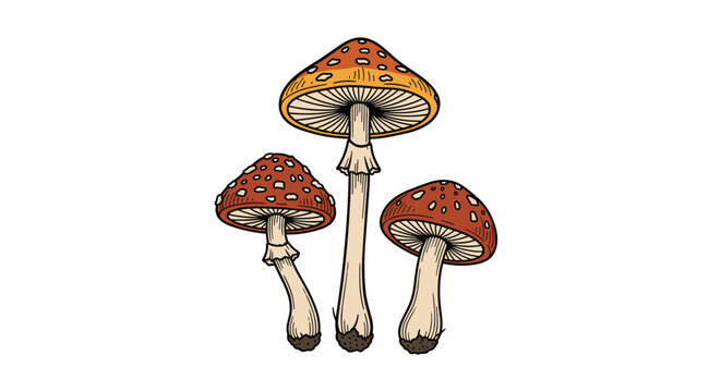 A group of three amanita or fly agaric toadstool mushrooms in a colorful hand-drawn vintage illustration art style.