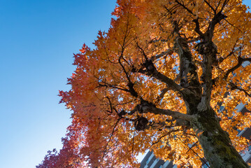 紅葉の美しい公園の風景　滋賀県大津市