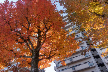 紅葉の美しい公園の風景　滋賀県大津市