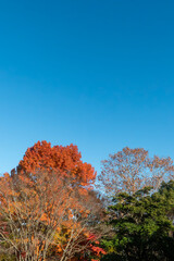 紅葉の美しい公園の風景　滋賀県大津市