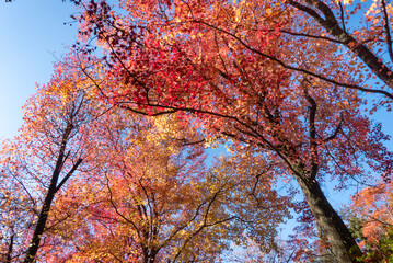 紅葉の美しい公園の風景　滋賀県大津市