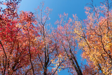紅葉の美しい公園の風景　滋賀県大津市