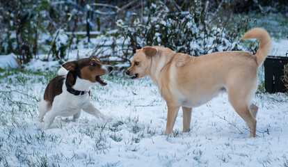 dogs playing in snow