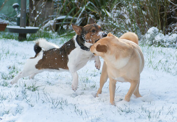 two dogs playing in snow