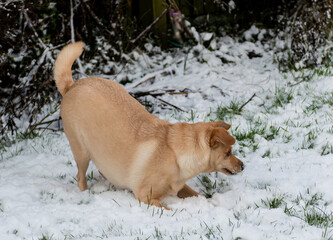 dog in snow