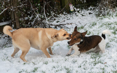 Two small dogs having a play fight in snow