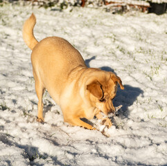 dog playing in the snow
