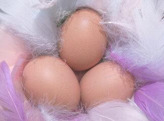 eggs on feather nest