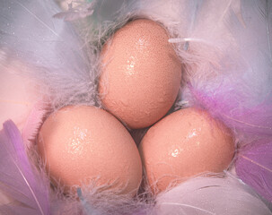 eggs in a feathery nest with water drops