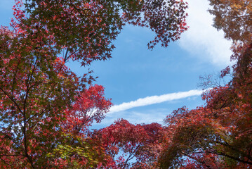 紅葉の美しい公園の風景　滋賀県大津市