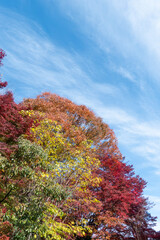 紅葉の美しい公園の風景　滋賀県大津市