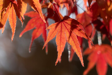 紅葉の美しい公園の風景　滋賀県大津市