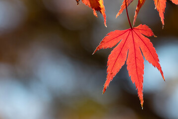 紅葉の美しい公園の風景　滋賀県大津市
