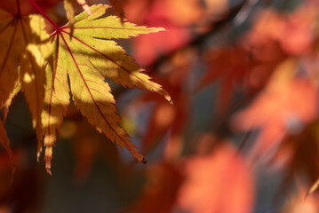 紅葉の美しい公園の風景　滋賀県大津市