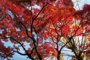 紅葉の美しい公園の風景　滋賀県大津市