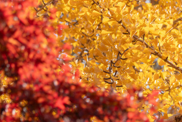 紅葉の美しい公園の風景　滋賀県大津市