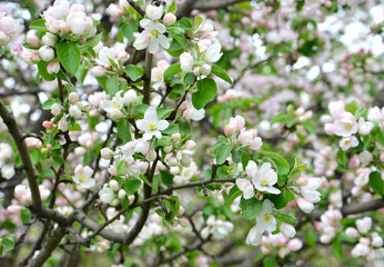 Fototapeta premium Delicate White and Pink Blossoms on a Spring Tree Branch close up