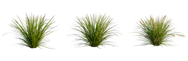 Lomandra longifolia Nyalla tree, front view, cutout, transparent background, isolate, Detailed Close-Up of Lush Green Grass Blades, Showing Natural Texture and Vibrant Color, Nature